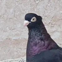 با سلام یک جفت صرب درجه یک.|پرنده|آذرشهر, |دیوار