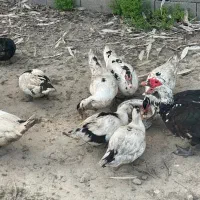 فروش اردک اسراییلی|حیوانات مزرعه|چالوس, |دیوار