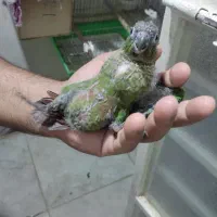 بوشهرعالیشهر|پرنده|بوشهر, |دیوار