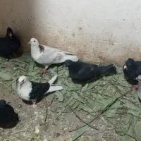فروش کفتر وبوقلمون وکود کفتر