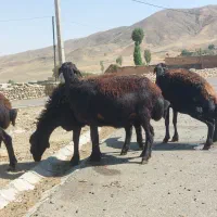 ۷شیشک درجه یک