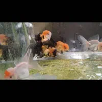 ماهی عروسکی