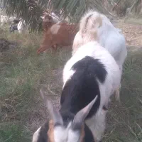 بزابستن وزاییده فروشی..|حیوانات مزرعه|جیرفت, |دیوار