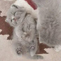 توله اسکاتیش بلونر