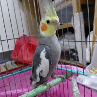 عروس هلندی نر سینامون|پرنده|پارسآباد, |دیوار