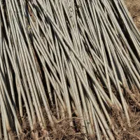 صنوبر نیگرا|خدمات باغبانی و درختکاری|آمل, |دیوار