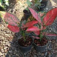 آگلونما ولنتاین یا آگلونما صورتی