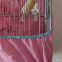 قناری نر مست مست ب شرط