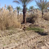 نهالستان خوزستان