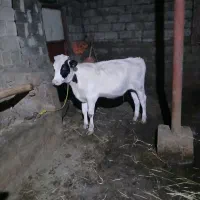 گوساله ماده
