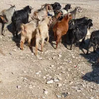 بز آبستن داشتی|حیوانات مزرعه|ملکشاهی, |دیوار