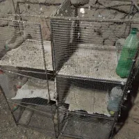 جفتگاه|پرنده|بیرجند, |دیوار