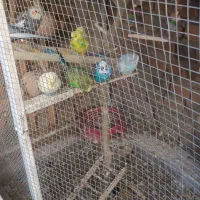 مرغ عشق عروس هلندی|پرنده|خاش, |دیوار