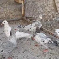 کفتر کبوتر گلی  وسرو|پرنده|برازجان, |دیوار