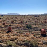 پیاز زرد درجه یک فروش عمده|خوردنی و آشامیدنی|بسطام, |دیوار