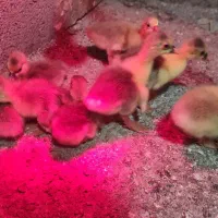 جوجه غاز|حیوانات مزرعه|بهشهر, |دیوار