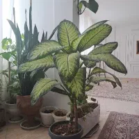گل دیفن باخیا