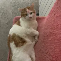 فروش حیوانات خانگی