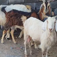 سه عددبز پاکستانی خیلی درشت شیرا بدون بزغاله