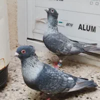 کبوتر