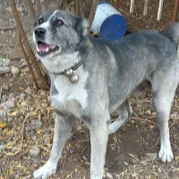 سگ چوپانی افغان ۱ساله|سگ|جلین, |دیوار