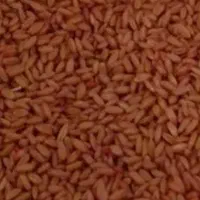 گندم دیم وابی بذری  پیشگام|خدمات باغبانی و درختکاری|حمیل, |دیوار