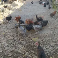 مرغ محلی تخم گذار|حیوانات مزرعه|چیتاب, |دیوار