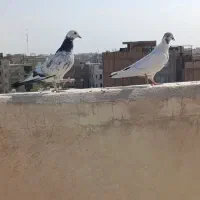 کفتر پرشی نشون دار