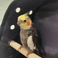 کلینیک حیوانات خانگی درمـان - دامپزشک همه‌روزه|خدمات پیشه و مهارت|تهران, گلستان (شهرک راه آهن)|دیوار