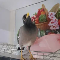 مرغ مینا|پرنده|رباط‌کریم, مسکن مهر آبشناسان|دیوار