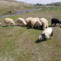 دام زنده