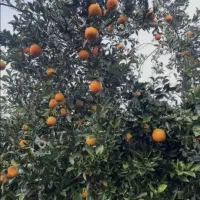 پرتقال و نارنگی تناج بالا به فروش میرسد