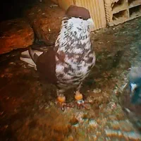 یک جفت ساده سرخ افغانی کاکلی  تخت افشون