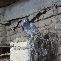 کفتر|پرنده|اشترینان, |دیوار