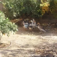 غاز تخم گذار|حیوانات مزرعه|ششده و قره بلاغ, |دیوار