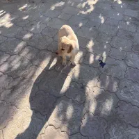 واگذاری سگ خانگی|سگ|نجف‌آباد, امام خمینی|دیوار