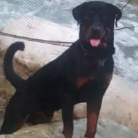 سگ گمشده سن 1ساله