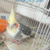 عروس هلندی تکی،جفتی