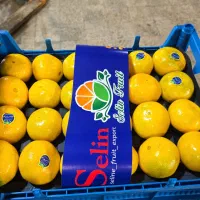 حسابداری و دفتر داری در سورتینگ