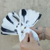 کفتر گرفتنی بلندی «نواب»