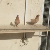 کبوتر برشی|پرنده|محمدشهر, شهرک پیام (مهرالبرز)|دیوار