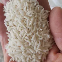 فروش برنج هاشمی گیلان رودسر به نرخ روز