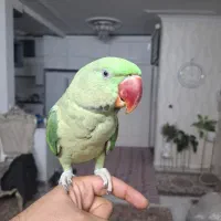 شاه طوطی نر دستی با لوازم