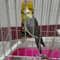 عروس هلندی