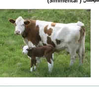 چندقلوزایی گوسفندی وتلقیح مصنوعی دام سنگین