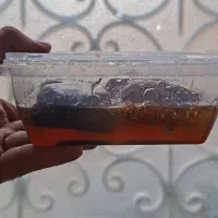 عسل موم دار 600 گرمی|خوردنی و آشامیدنی|فردیس, شهرک شهید حسینی|دیوار