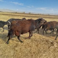 قوچ میش بره|حیوانات مزرعه|الیگودرز, |دیوار