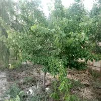 فروش زمین ۵۰۰ متری در بهمن آباد اسلامشهر|فروش زمین و ملک کلنگی|اسلام‌شهر, زرافشان|دیوار