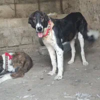 توله|سگ|سامان, |دیوار