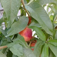 باغ حصار شده بستان اباد